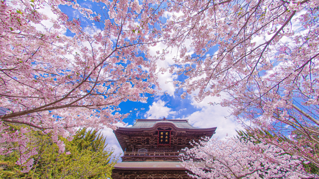 Cherry blossoms season